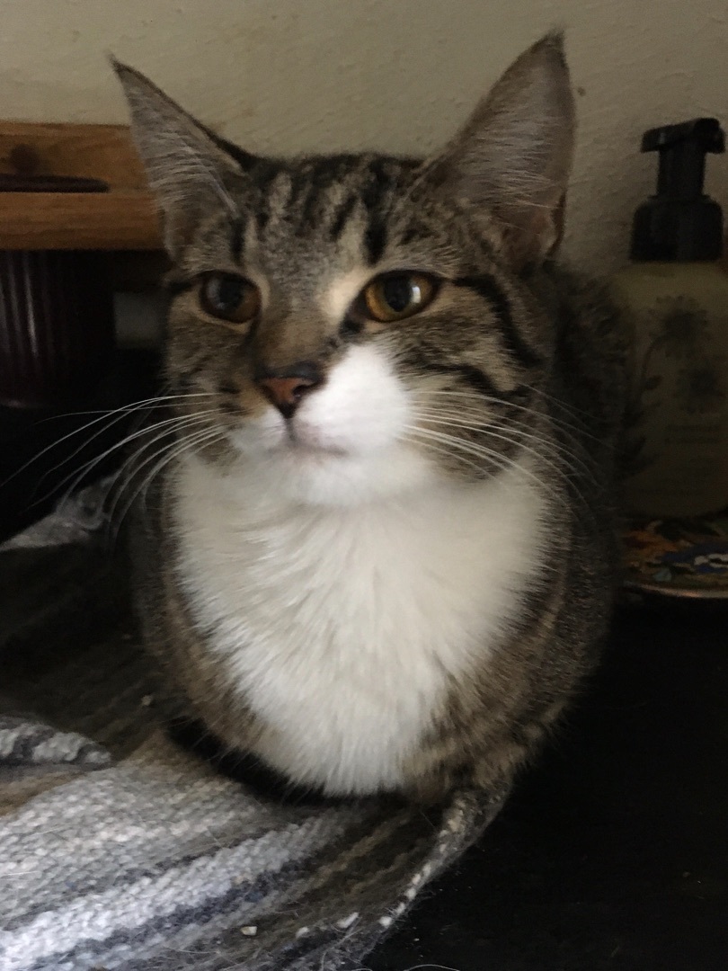 Enlarge Mint, a Adoptable Domestic Short Hair in Stuart, VA image 1/1