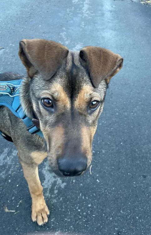 Kia, ADOPTABLE, Young Female Cattle Dog & Doberman Pinscher.