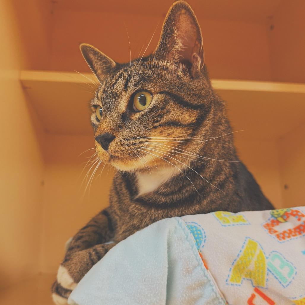 Enlarge Potato Salad, a ADOPTABLE Domestic Short Hair in Hays, KS image 4/6