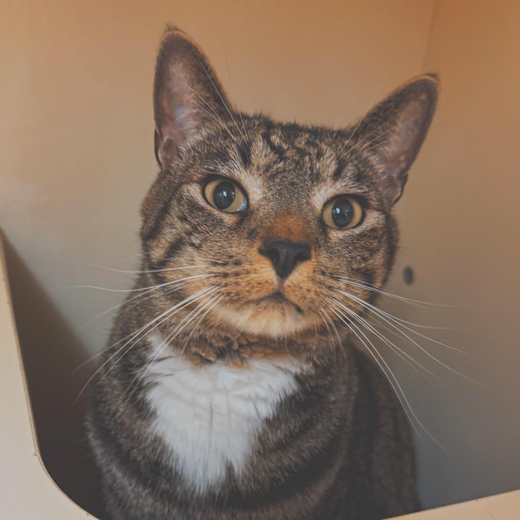 Enlarge Potato Salad, a ADOPTABLE Domestic Short Hair in Hays, KS image 2/6