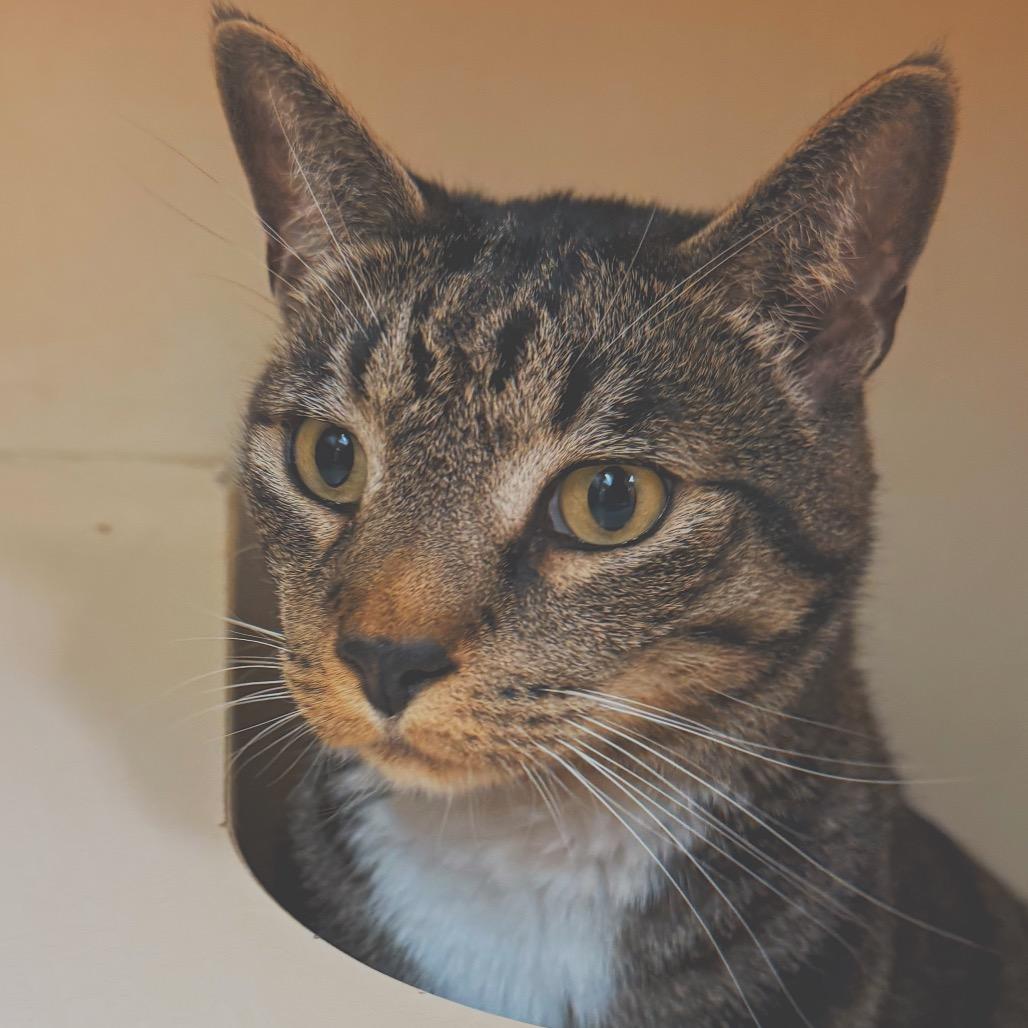 Enlarge Potato Salad, a ADOPTABLE Domestic Short Hair in Hays, KS image 6/6