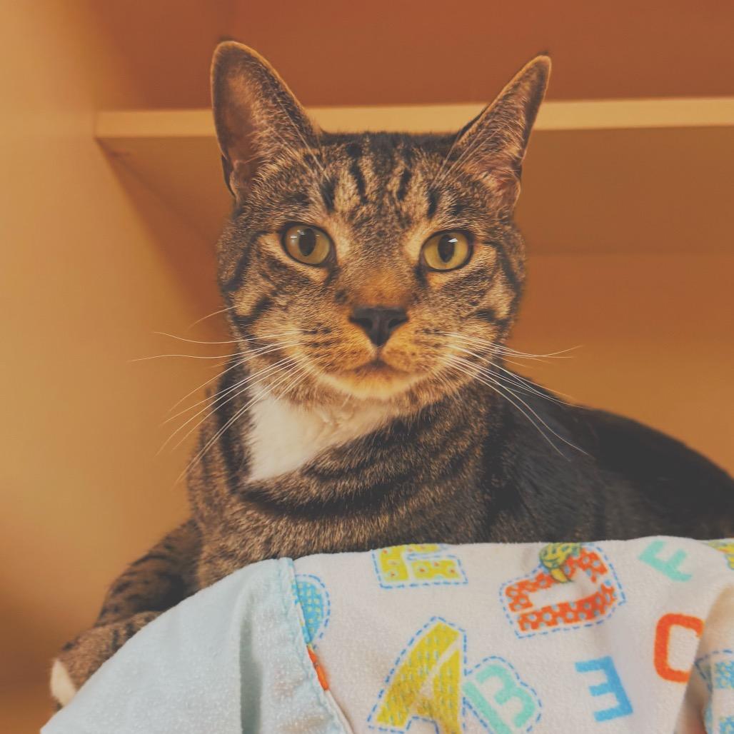 Enlarge Potato Salad, a ADOPTABLE Domestic Short Hair in Hays, KS image 1/6