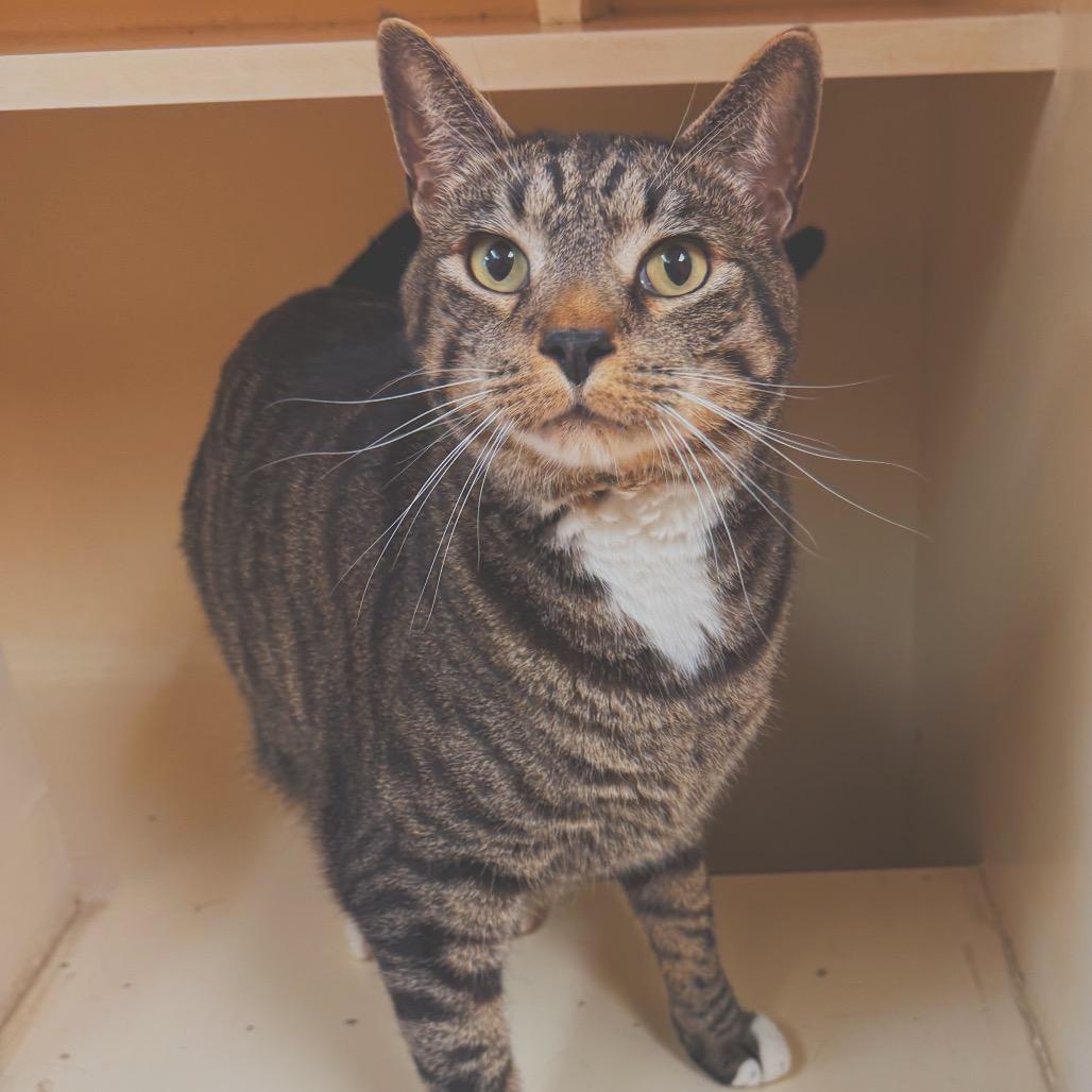 Enlarge Potato Salad, a ADOPTABLE Domestic Short Hair in Hays, KS image 3/6