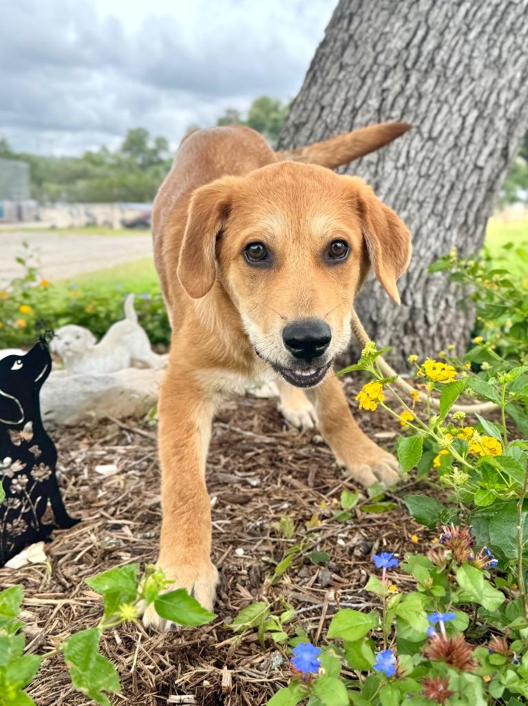 Lil' Bach, Adoptable, Puppy Male Shepherd.
