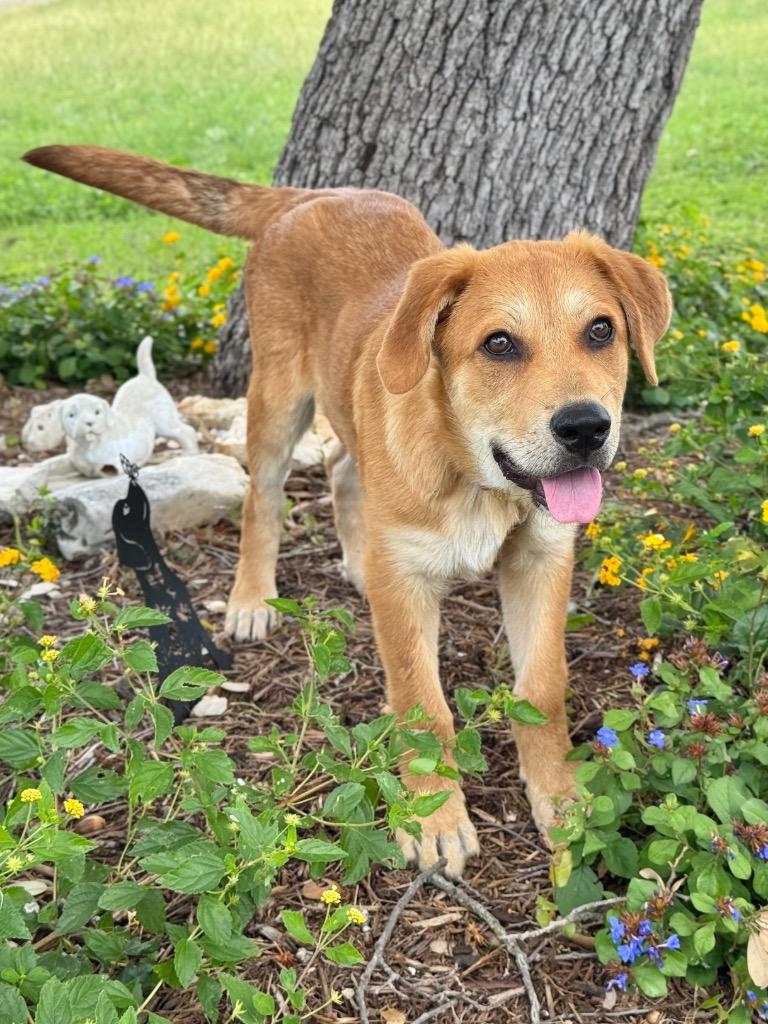 Enlarge Lil' Bach, a Adoptable Shepherd in Canyon Lake, TX image 2/6