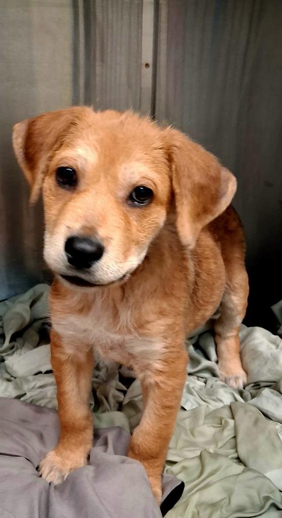 Enlarge Lil' Bach, a Adoptable Shepherd in Canyon Lake, TX image 1/2