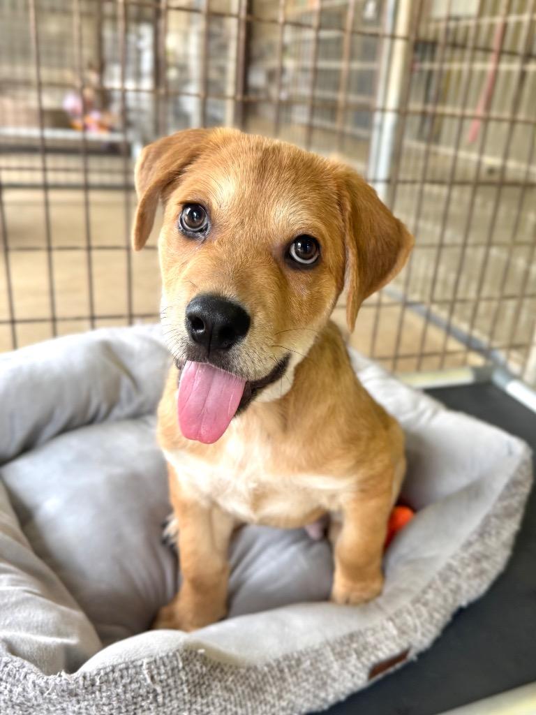 Enlarge Lil' Bach, a Adoptable Shepherd in Canyon Lake, TX image 2/2