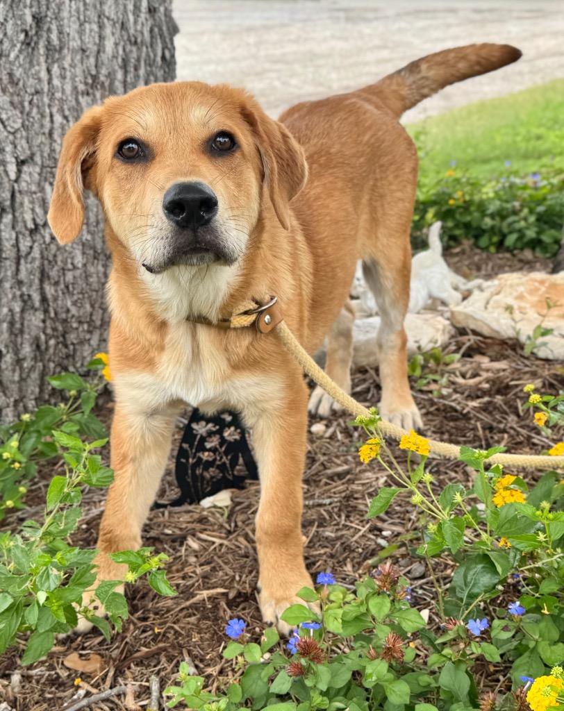 Enlarge Lil' Bach, a Adoptable Shepherd in Canyon Lake, TX image 5/6