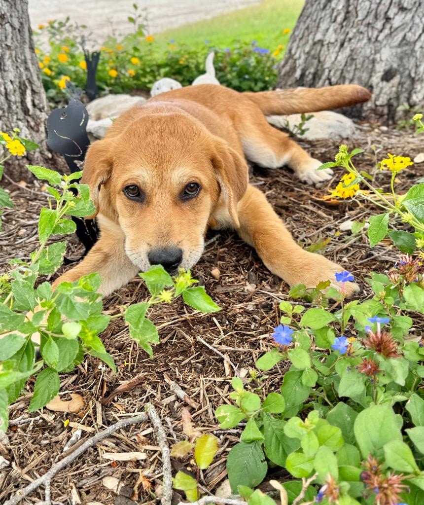 Enlarge Lil' Bach, a Adoptable Shepherd in Canyon Lake, TX image 6/6
