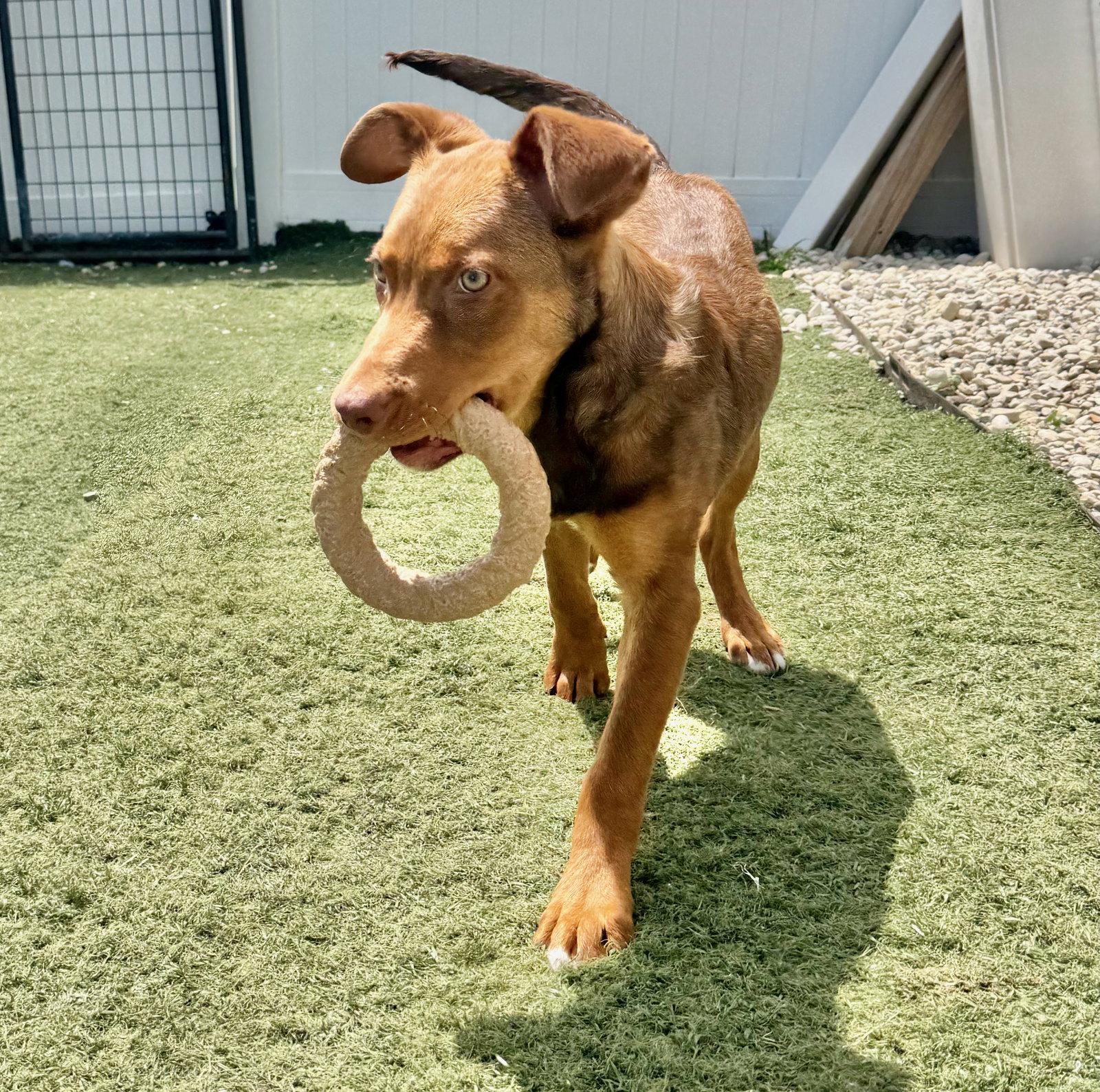 Griffin, Adoptable, Puppy Male Australian Shepherd & Pit Bull Terrier.