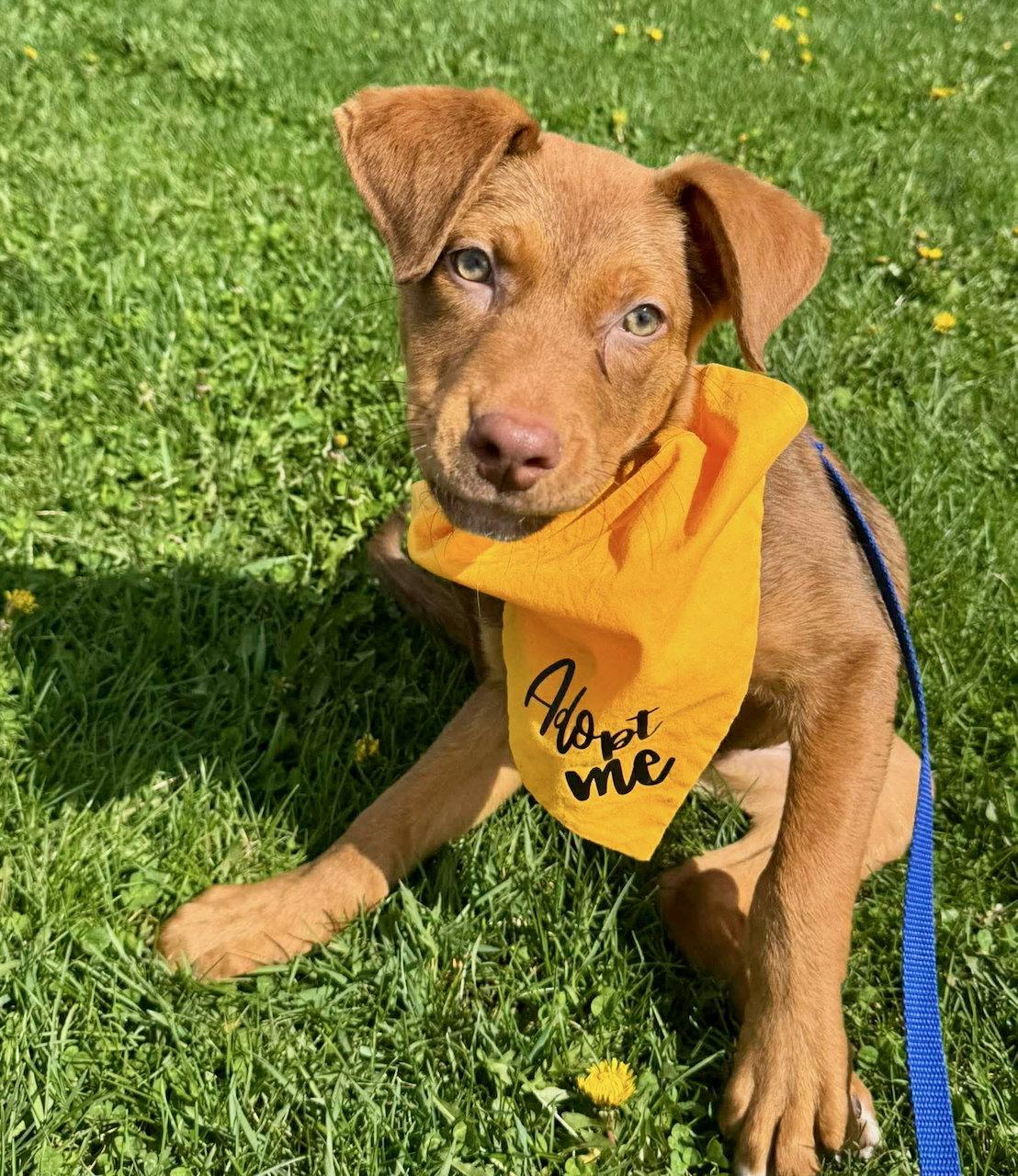 Griffin, Adoptable, Puppy Male Boxer & Pit Bull Terrier.