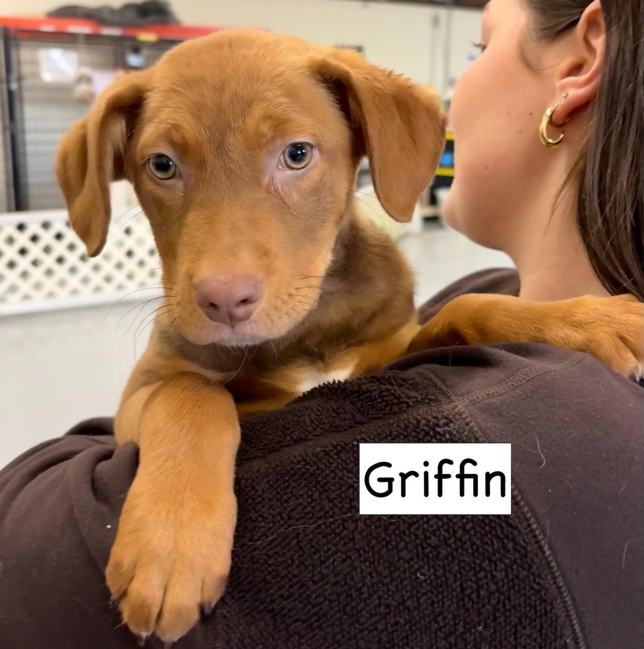 Enlarge Griffin, a Adoptable mixed breed in GILBERTS, IL image 2/3