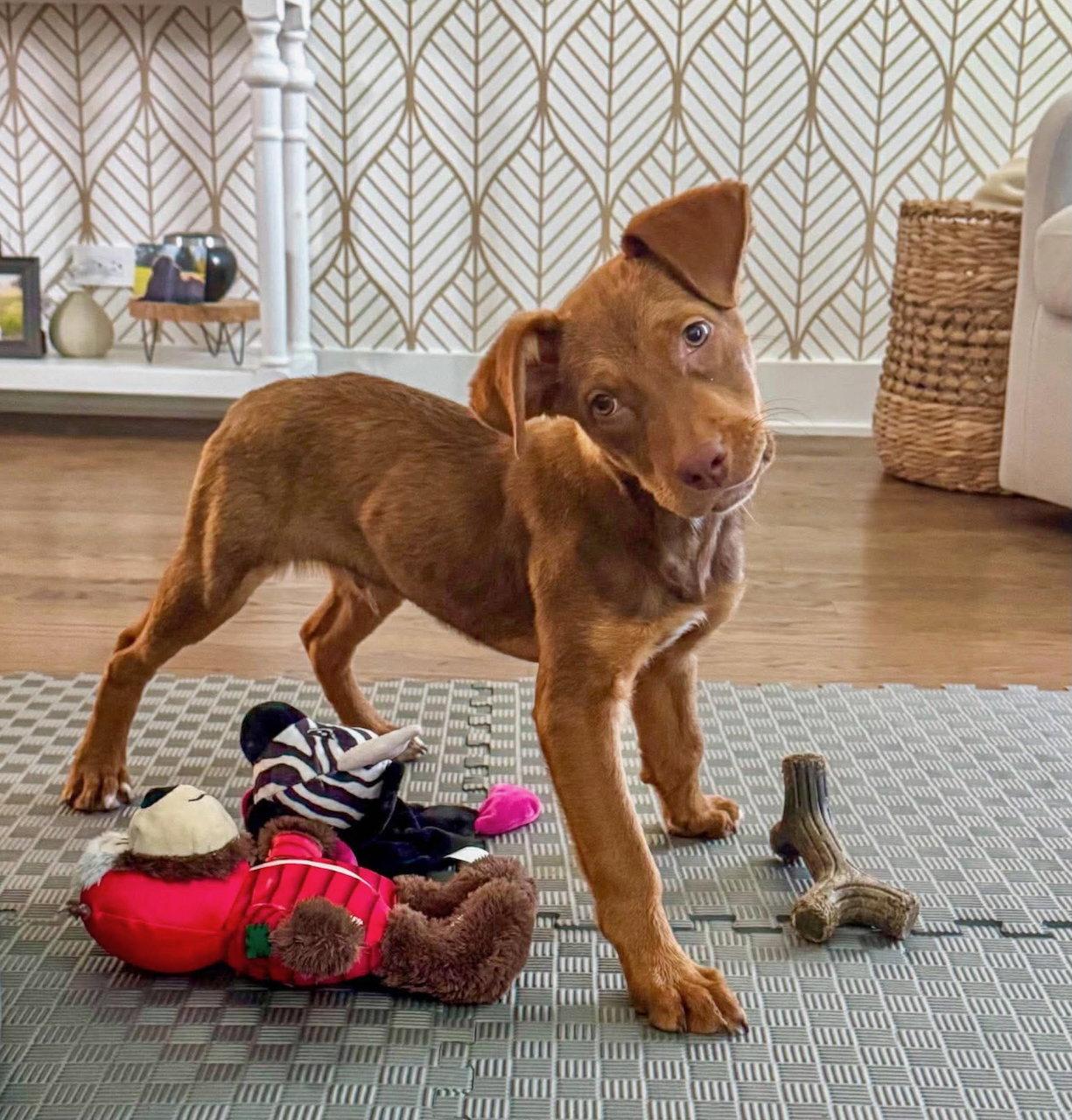 Enlarge Griffin, a Adoptable mixed breed in GILBERTS, IL image 3/3