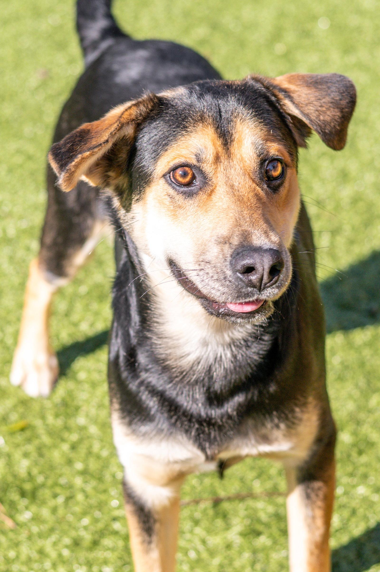 Enlarge Trent, a Adoptable Hound in Hilton Head Island, SC image 1/3