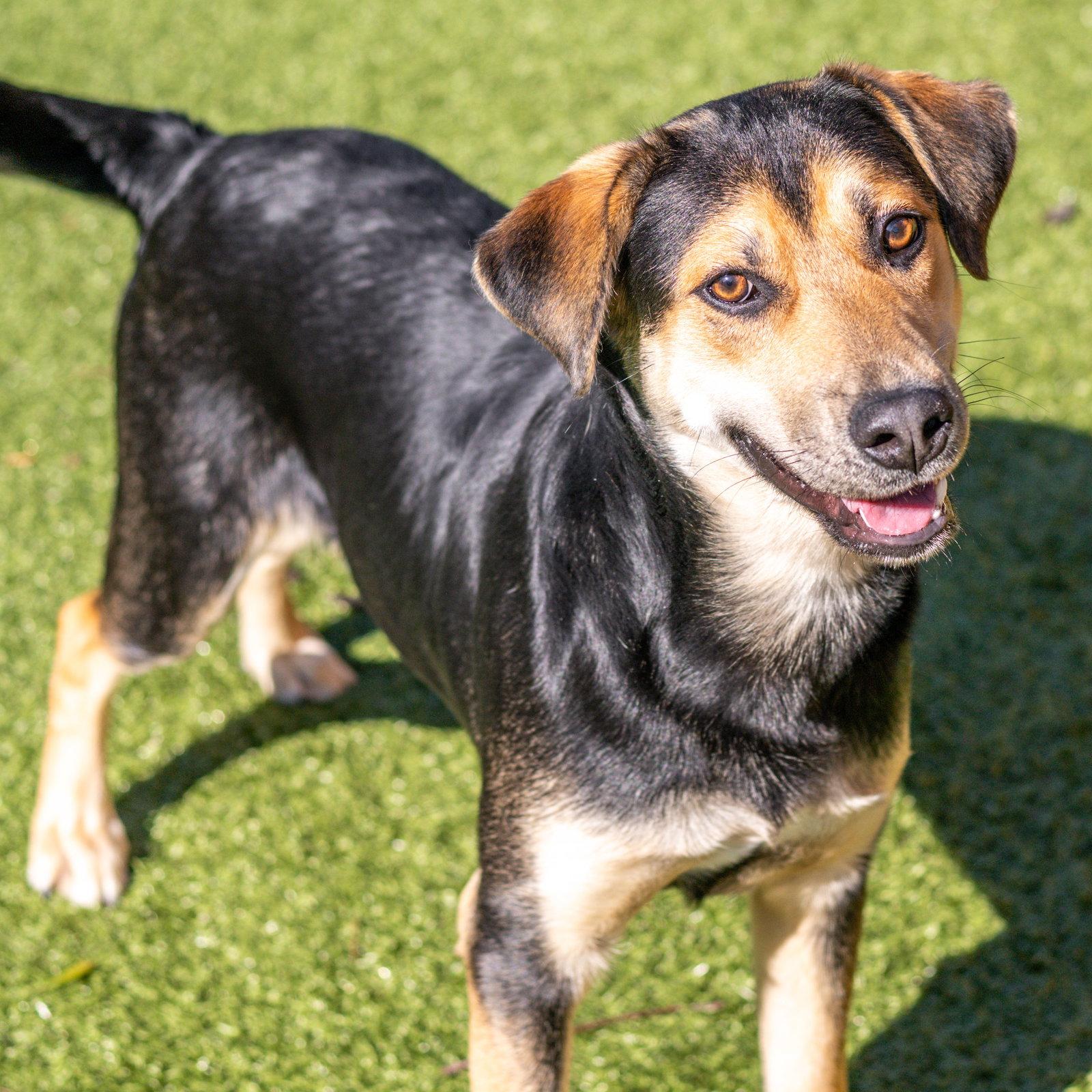 Enlarge Trent, a Adoptable Hound in Hilton Head Island, SC image 2/3