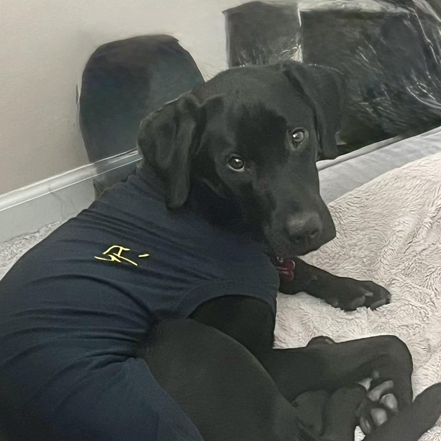 Enlarge Turbo, a Adoptable Black Labrador Retriever in Prior Lake, MN image 4/5