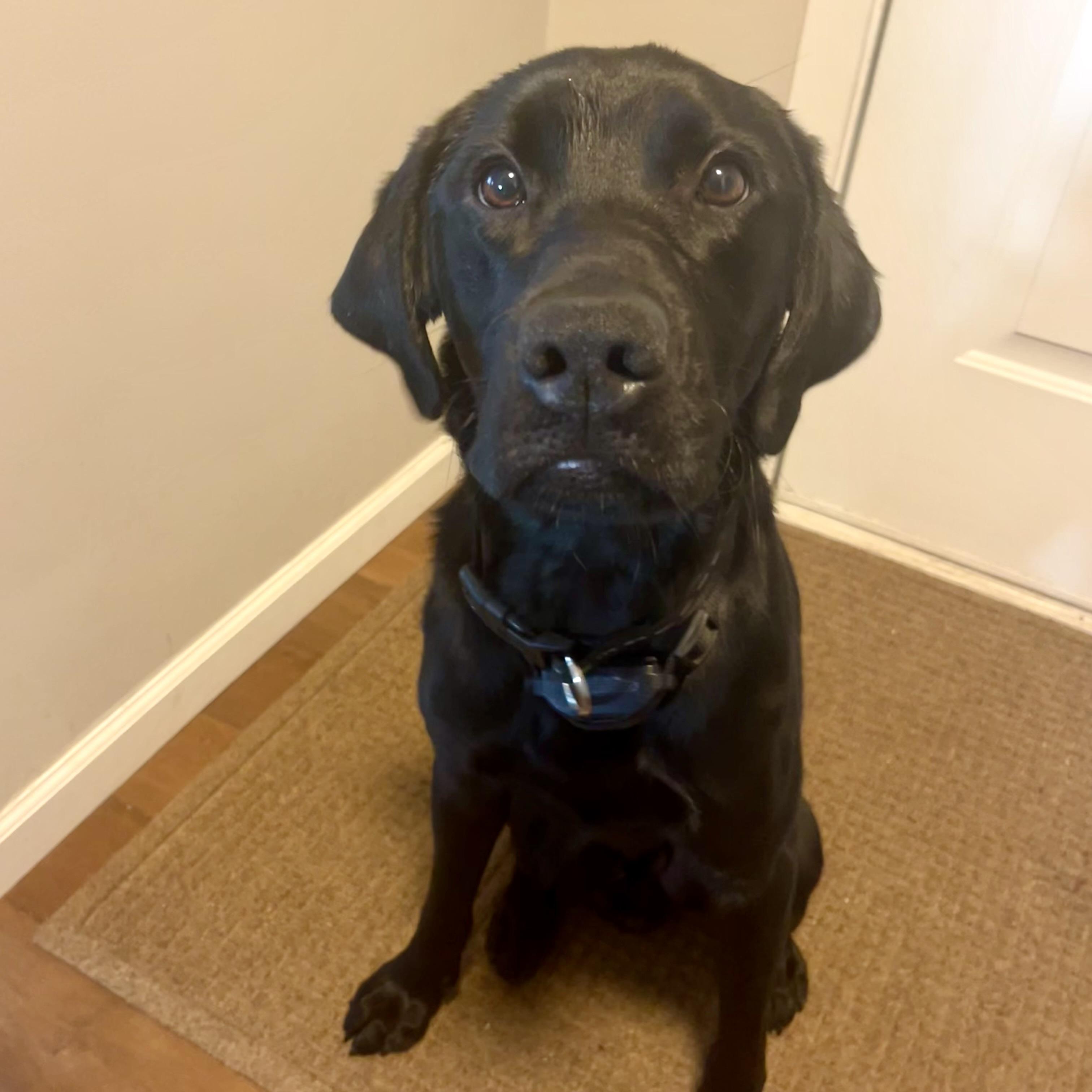Enlarge Turbo, a Adoptable Black Labrador Retriever in Prior Lake, MN image 2/5