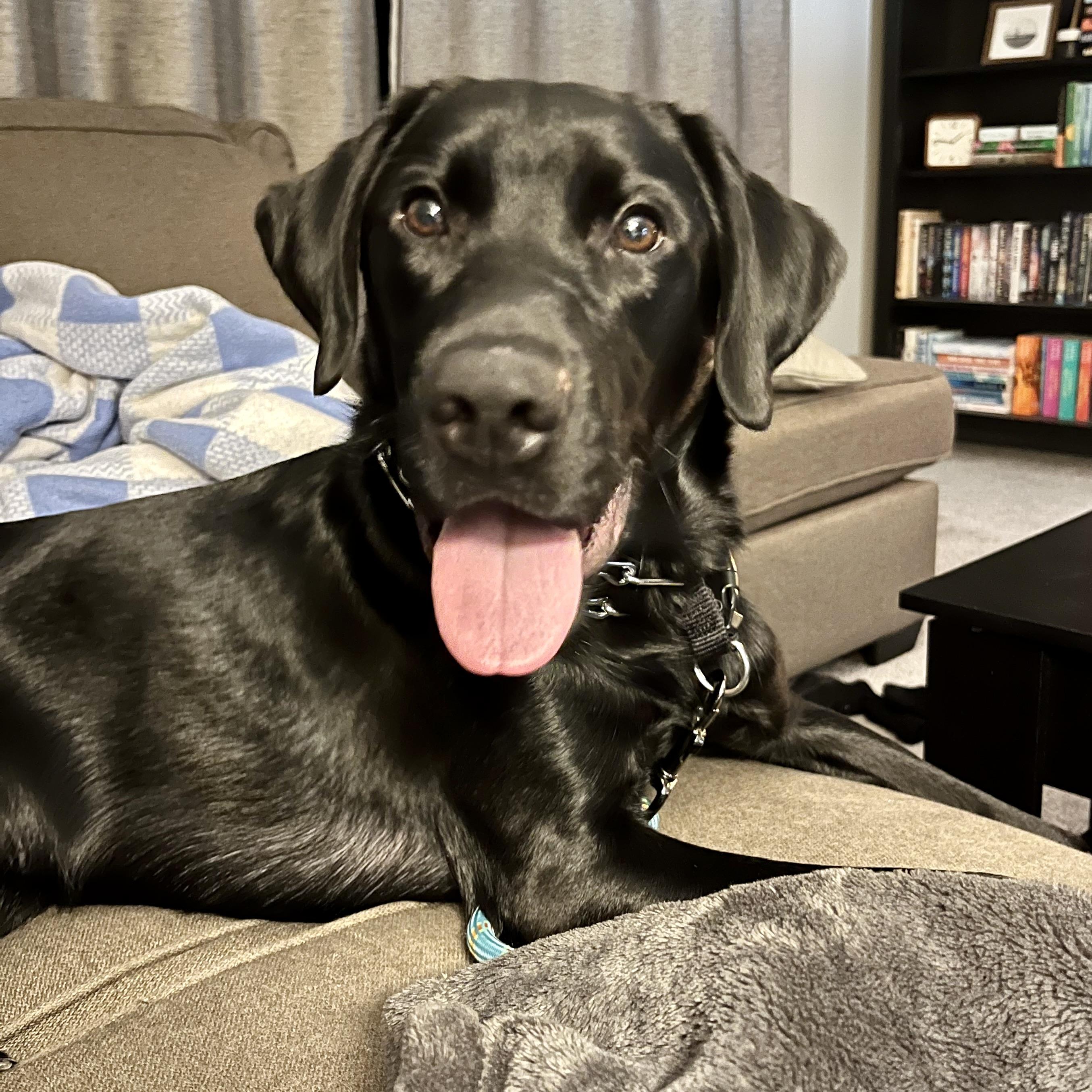 Turbo, Adoptable, Young Male Black Labrador Retriever.
