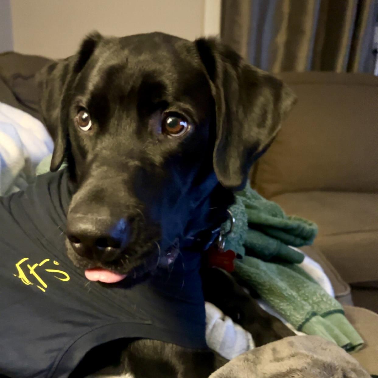 Enlarge Turbo, a Adoptable Black Labrador Retriever in Prior Lake, MN image 3/5