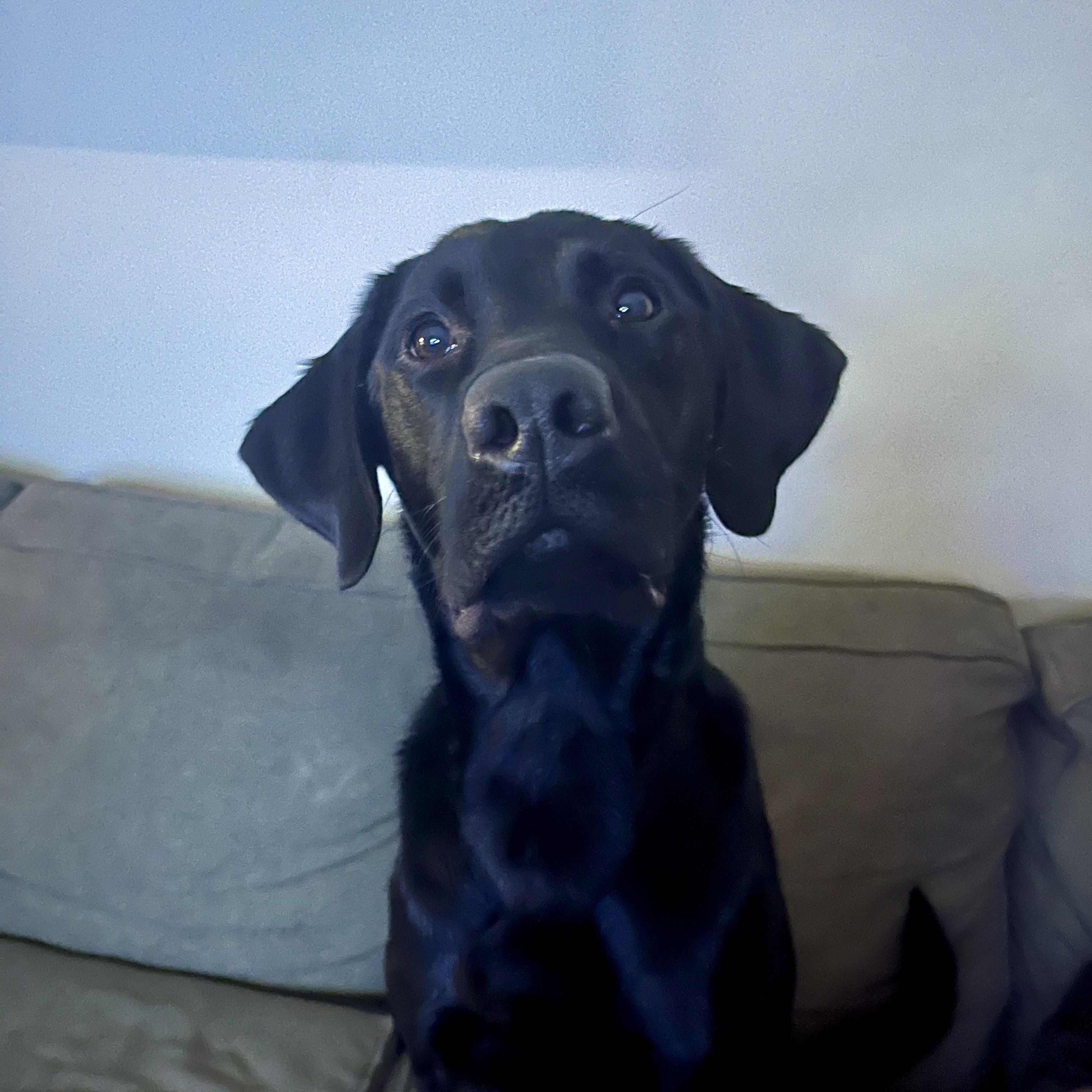 Enlarge Turbo, a Adoptable Black Labrador Retriever in Prior Lake, MN image 5/5