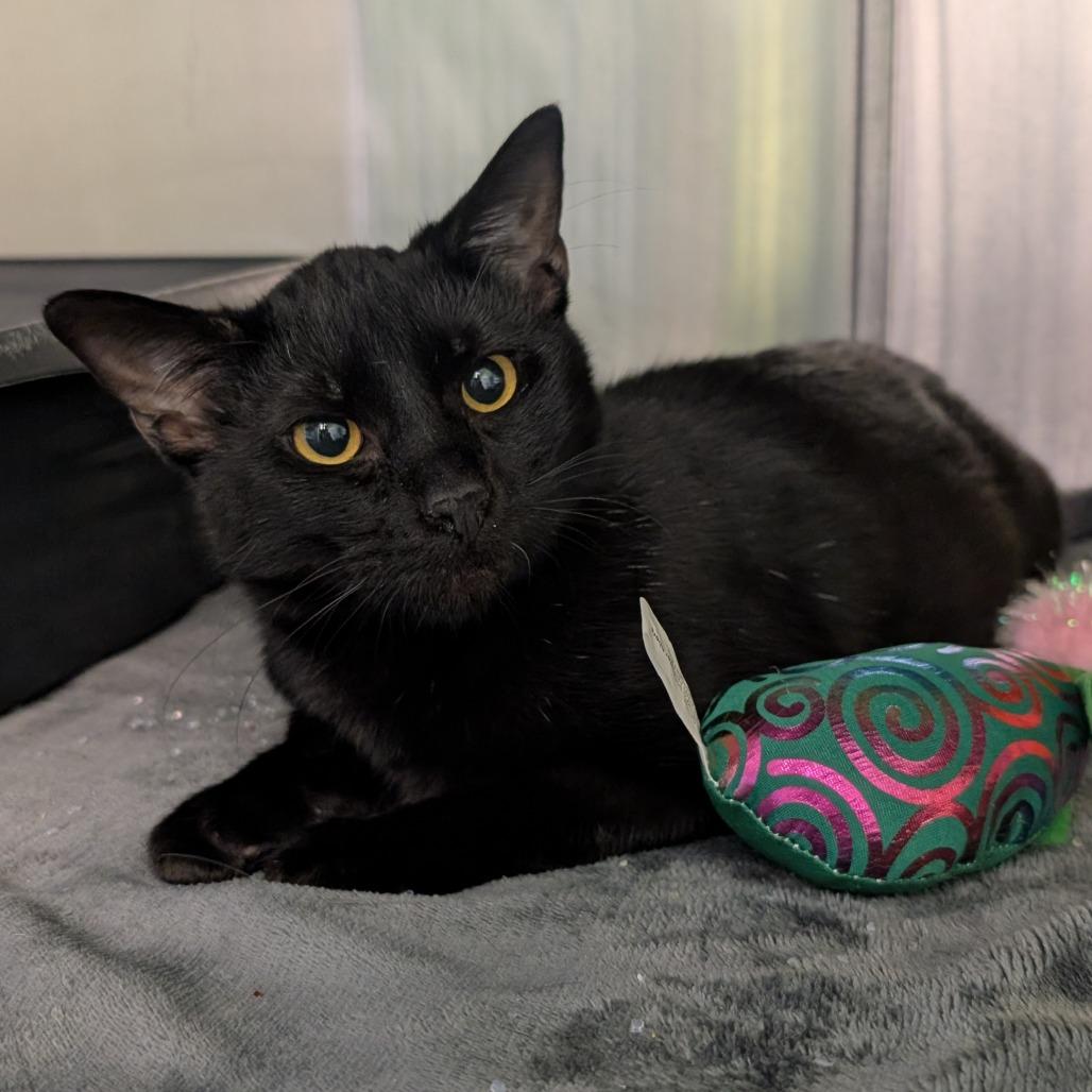 Lexi, Adoptable, Adult Female Domestic Short Hair.