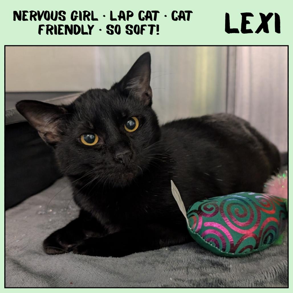 Enlarge Lexi, a Adoptable Domestic Short Hair in Emporia, KS image 2/4