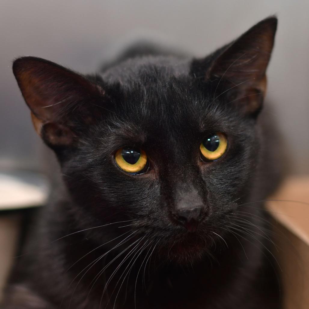 Enlarge Lexi, a Adoptable Domestic Short Hair in Emporia, KS image 3/4