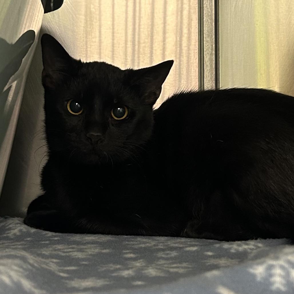 Enlarge Lexi, a Adoptable Domestic Short Hair in Emporia, KS image 4/4