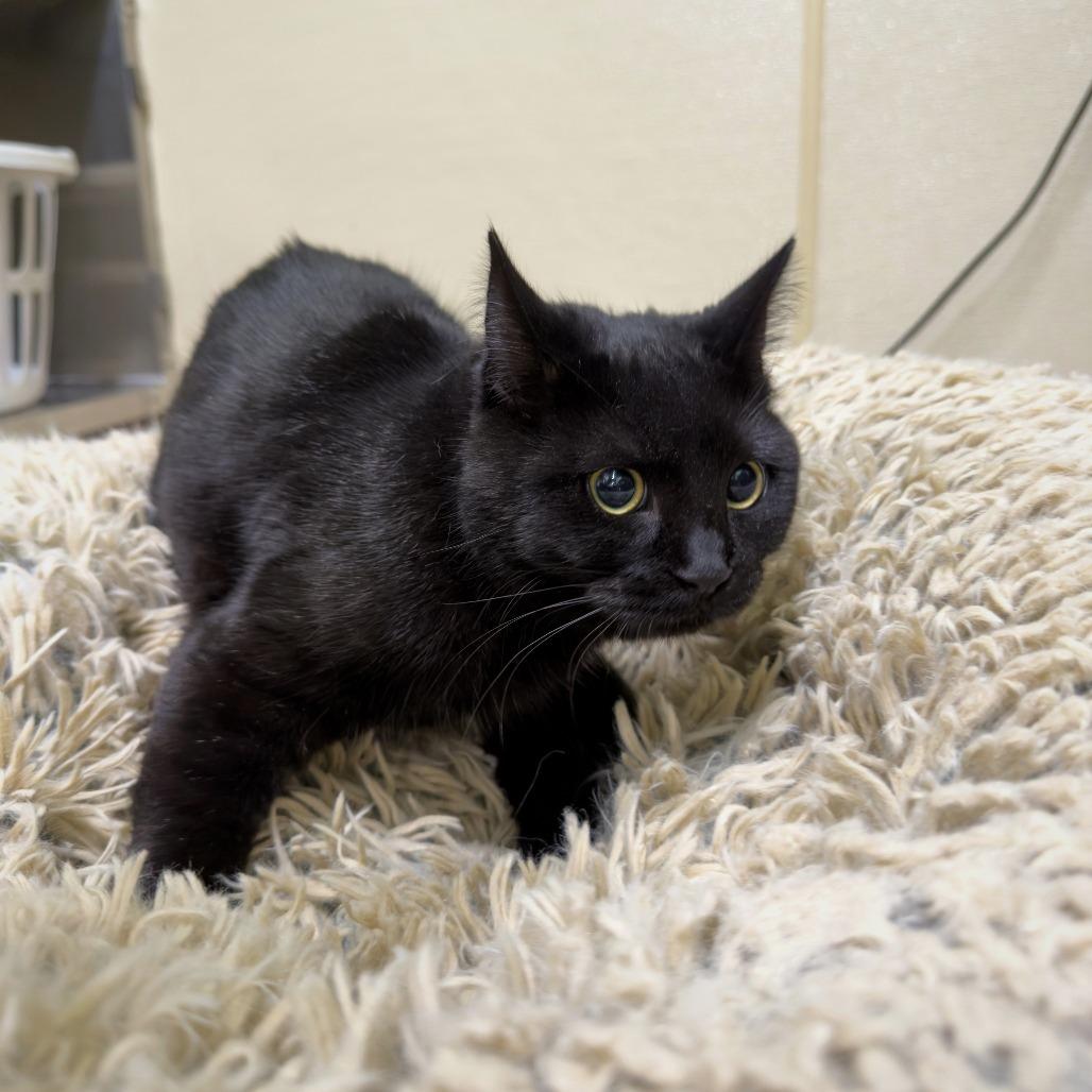 Blossom, Adoptable, Young Female Domestic Short Hair.