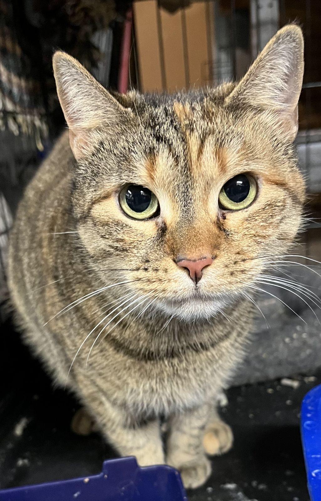 Enlarge Lani, a Adoptable Domestic Short Hair in Colts Neck, NJ image 1/1