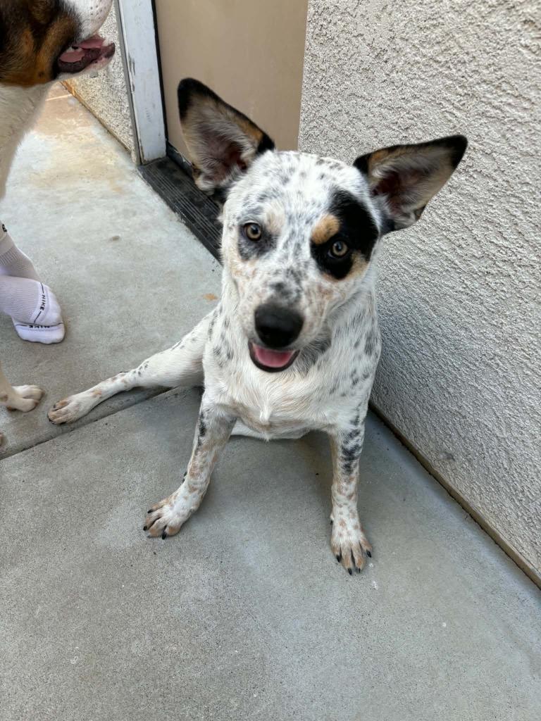 Buck, Adoptable, Young Male Australian Cattle Dog / Blue Heeler.