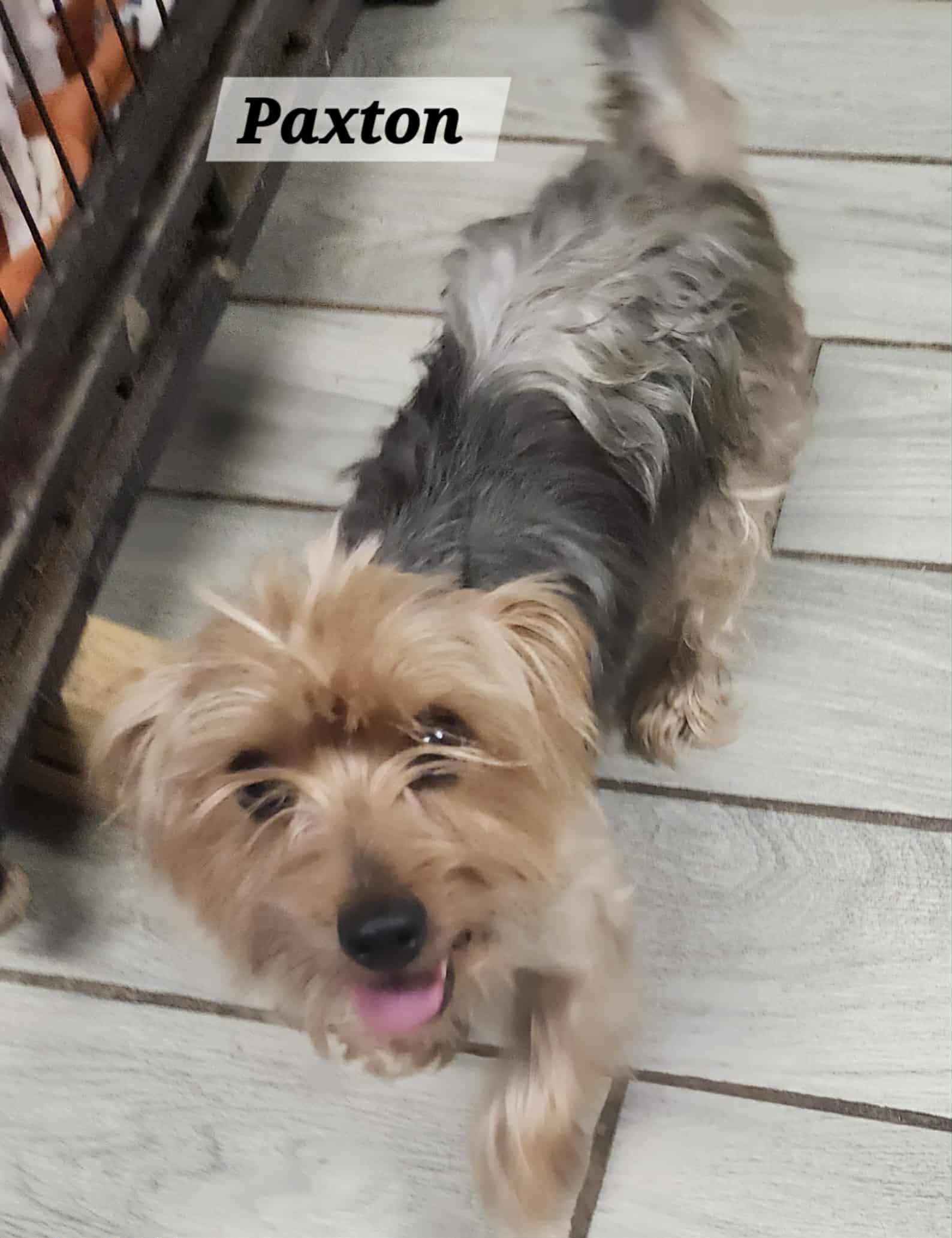 Paxton, Adopted, Adult Male Yorkshire Terrier.