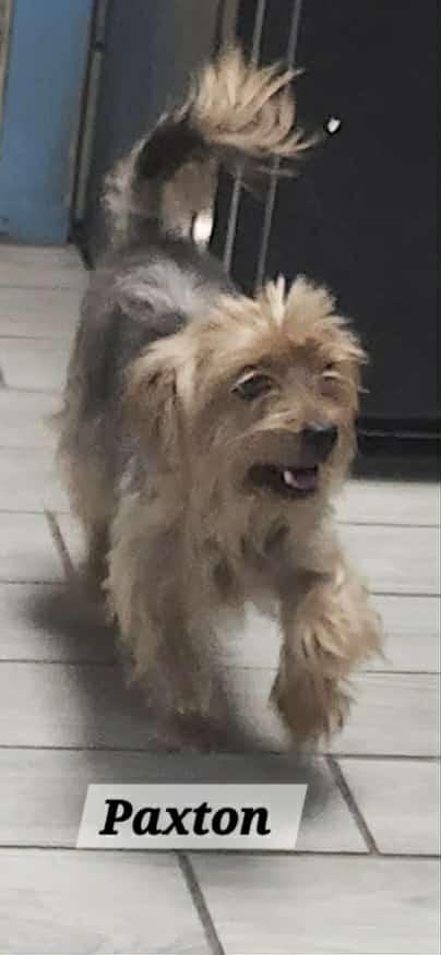 Enlarge Paxton, a Adopted Yorkshire Terrier in Pipe Creek, TX image 2/3