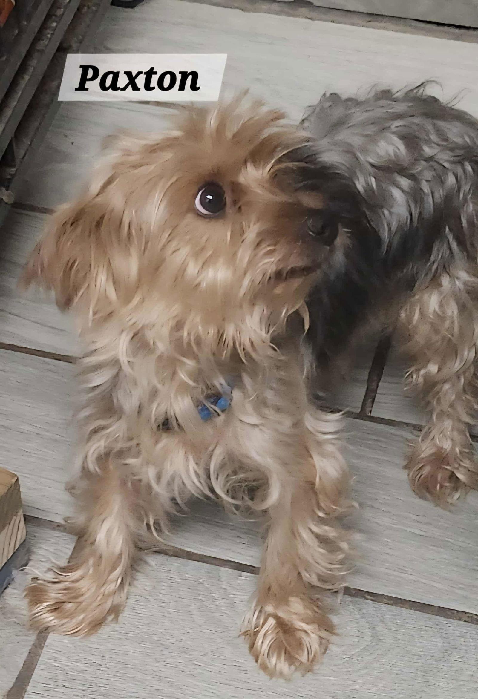 Enlarge Paxton, a Adopted Yorkshire Terrier in Pipe Creek, TX image 3/3