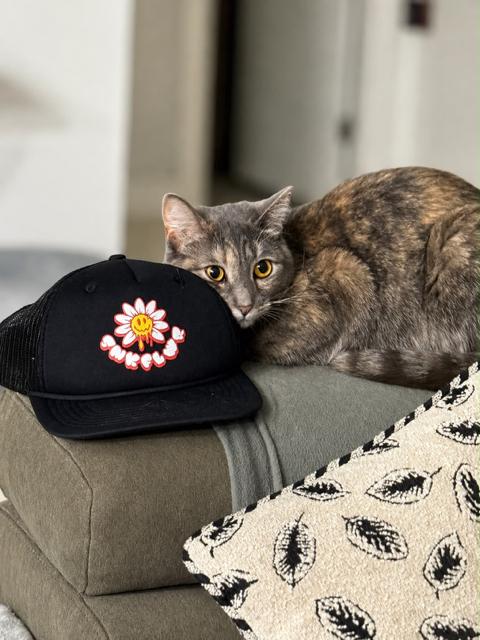 Enlarge Miss Malta, a Adoptable Domestic Short Hair in Montpelier, VT image 2/2