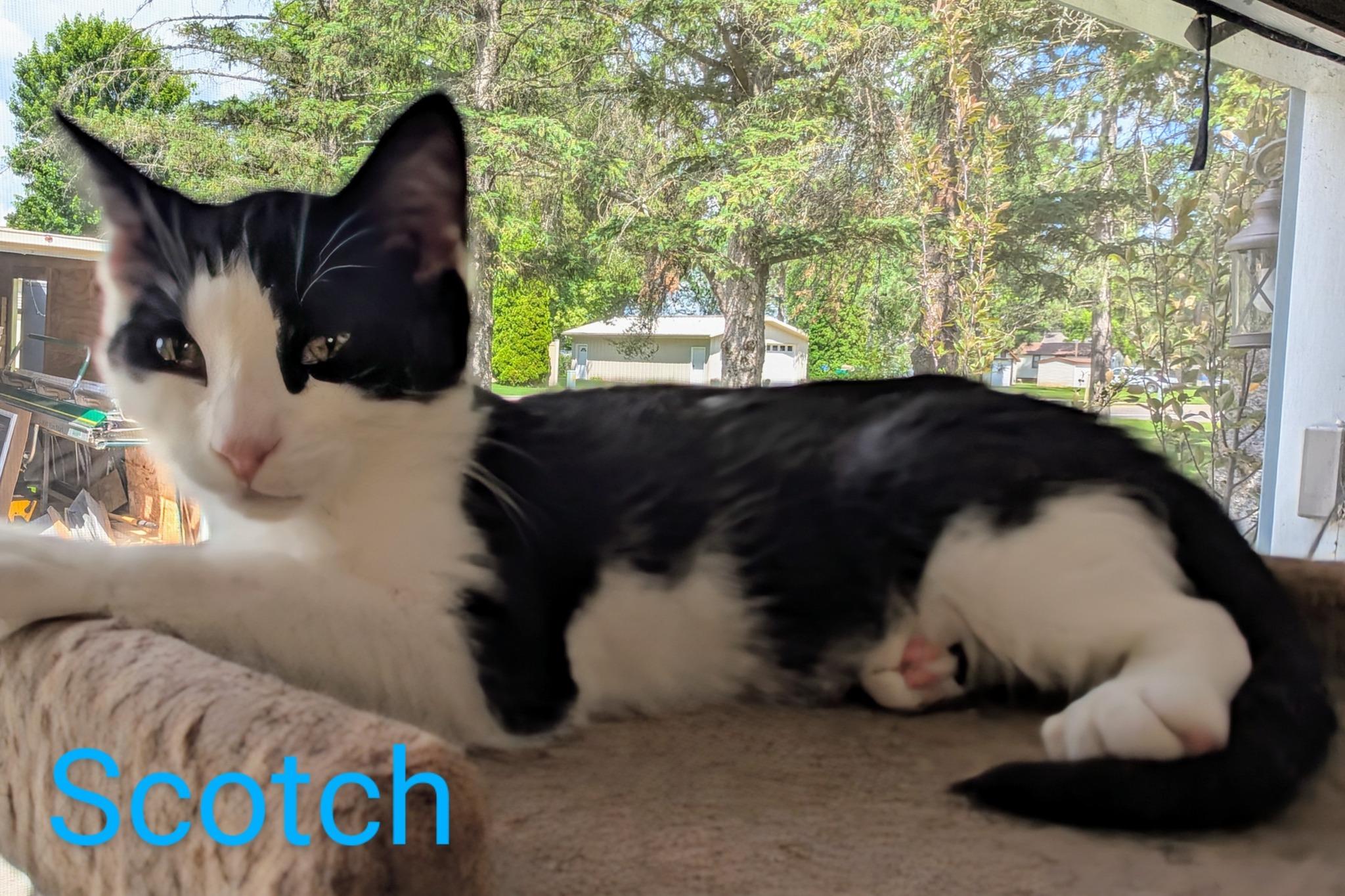 Enlarge Scotch, a Adoptable Domestic Short Hair in Fort Ripley, MN image 1/1