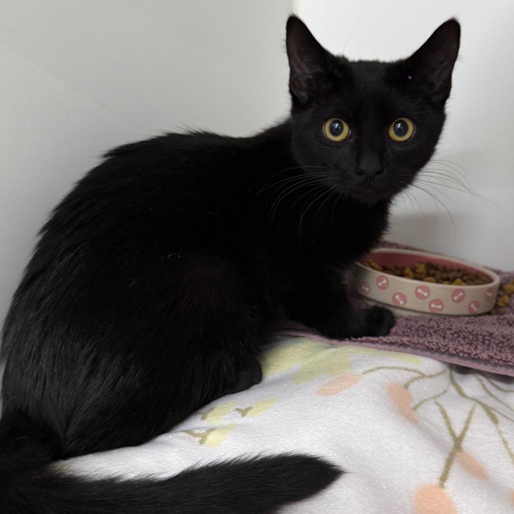 Petra, Adoptable, Kitten Female Domestic Short Hair.