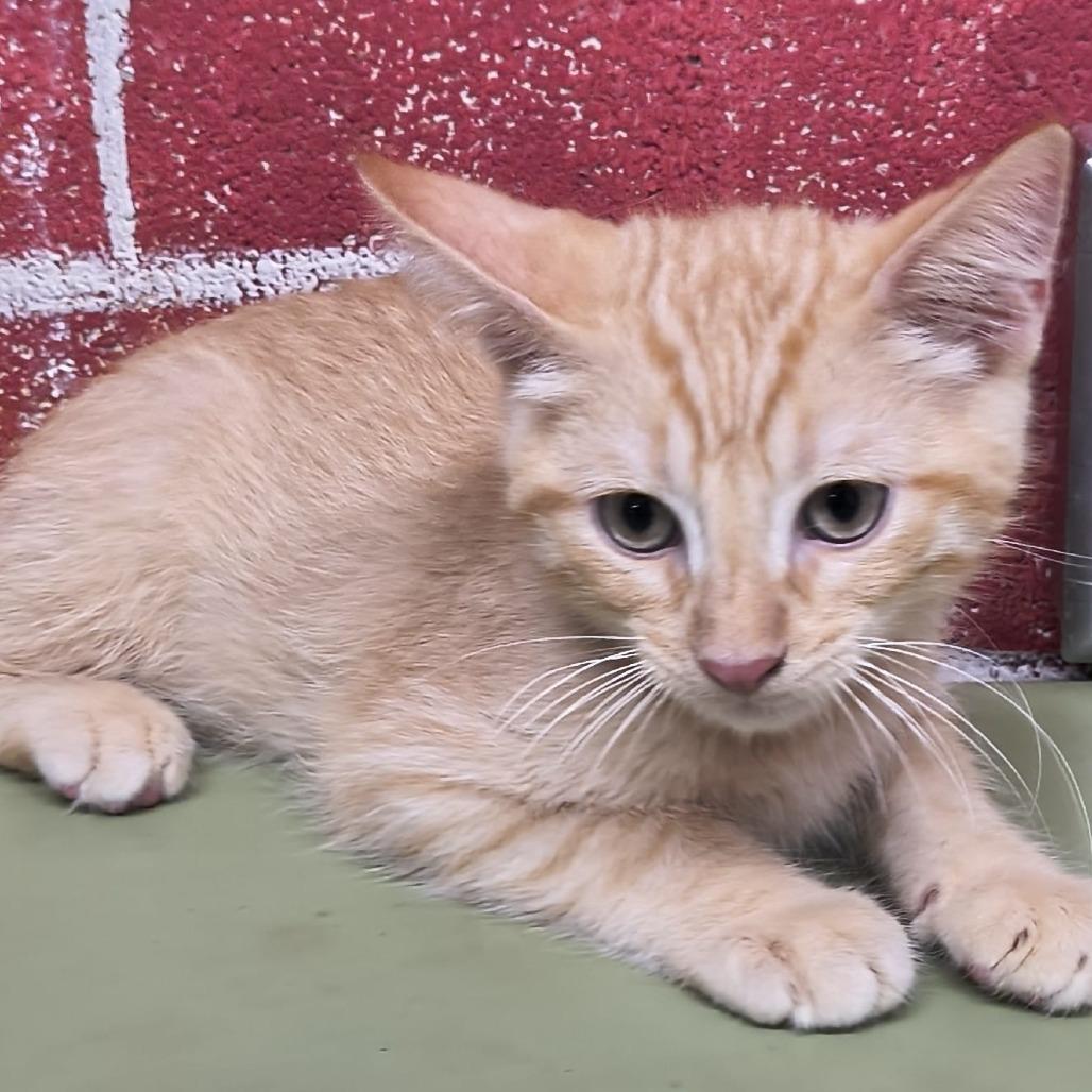 Enlarge Charlie, a Adoptable Domestic Short Hair in Laredo, TX image 1/2