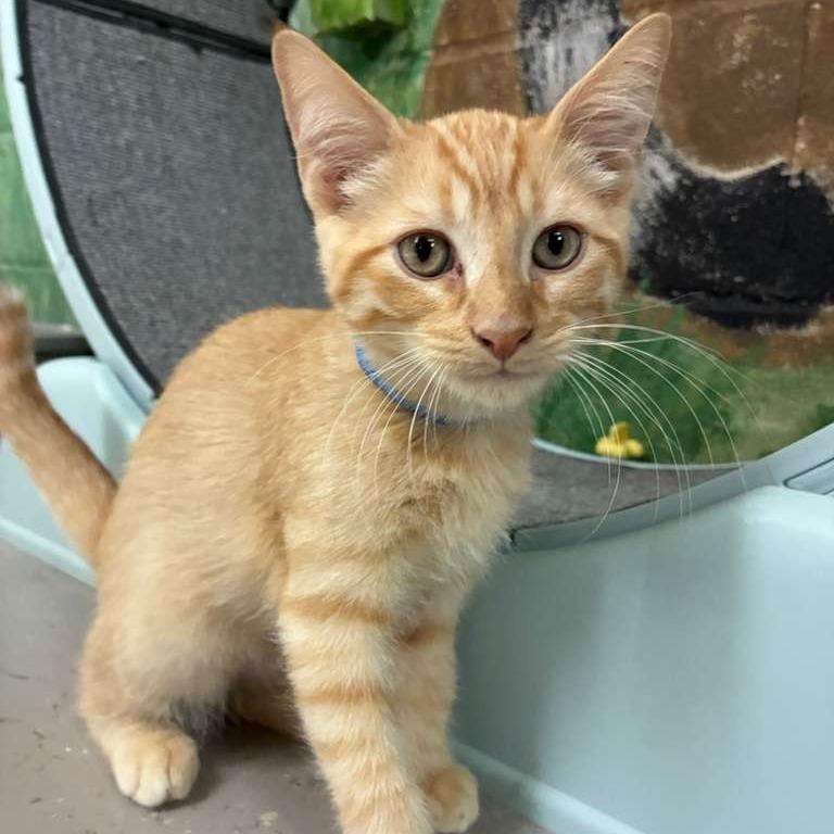 Enlarge Charlie, a Adoptable Domestic Short Hair in Laredo, TX image 2/2