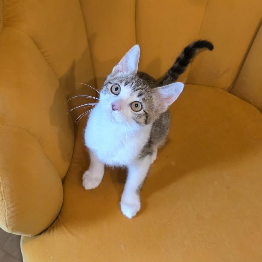 Torrence, an adopted Tabby in Shippenville, PA image 3/5