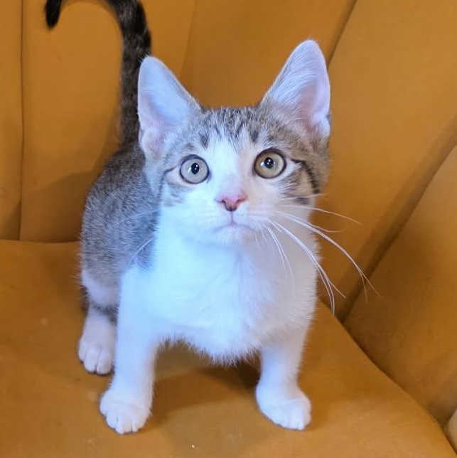 Torrence, adopted, Kitten Male Tabby.