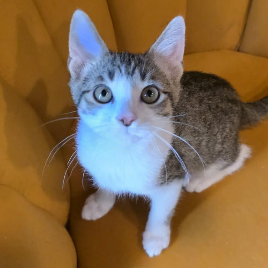 Torrence, an adopted Tabby in Shippenville, PA image 5/5