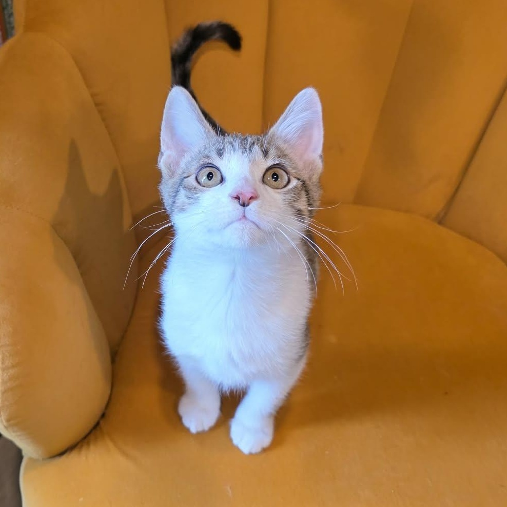 Torrence, an adopted Tabby in Shippenville, PA image 4/5