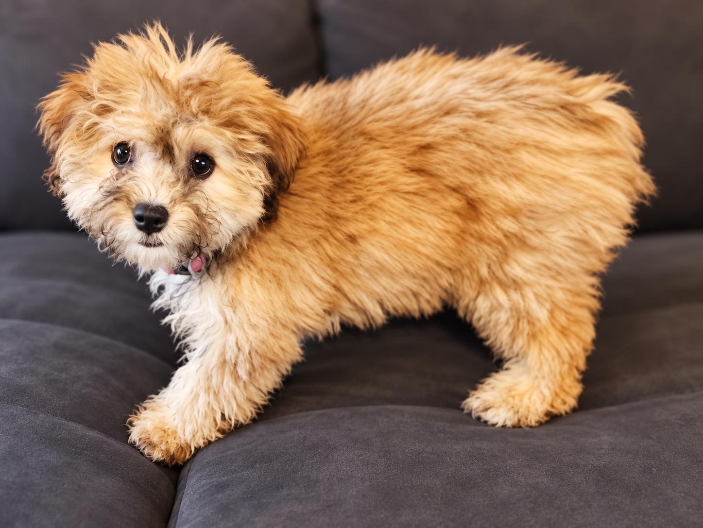 Enlarge Cookie, a Adoptable mixed breed in Antioch, IL image 1/3
