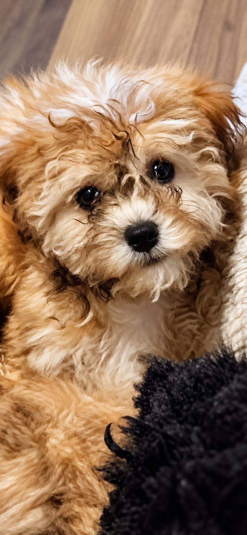Enlarge Cookie, a Adoptable mixed breed in Antioch, IL image 3/3