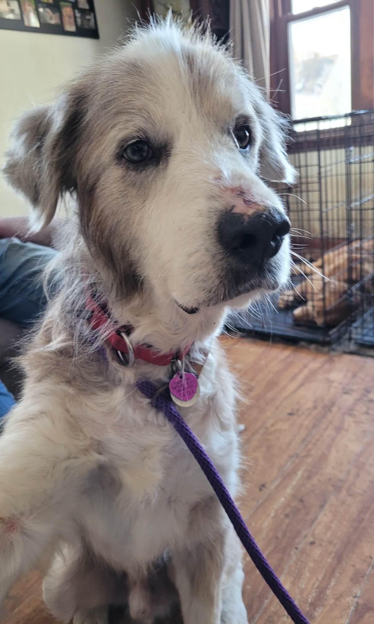 Hero, Adoptable, Adult Male Great Pyrenees.