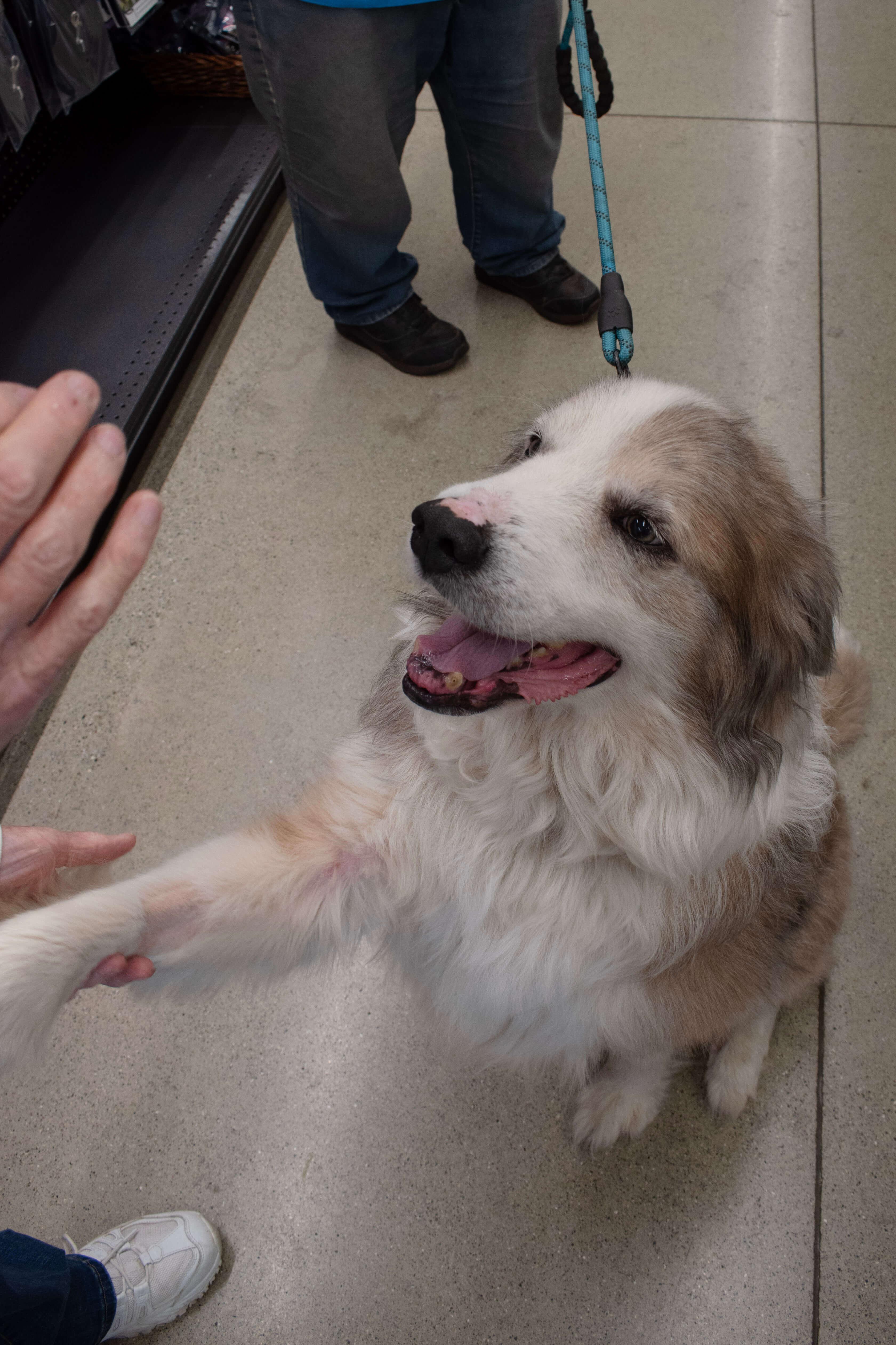 Enlarge Hero, a Adoptable mixed breed in Waterville, OH image 4/5