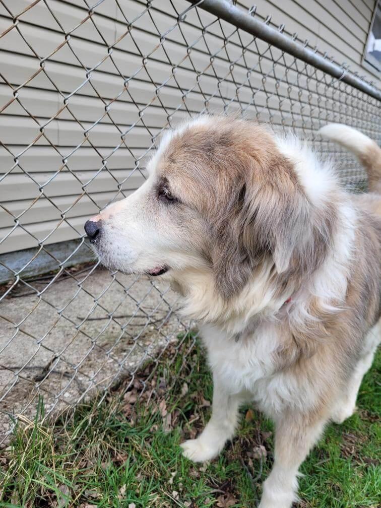 Enlarge Hero, a Adoptable mixed breed in Waterville, OH image 5/6