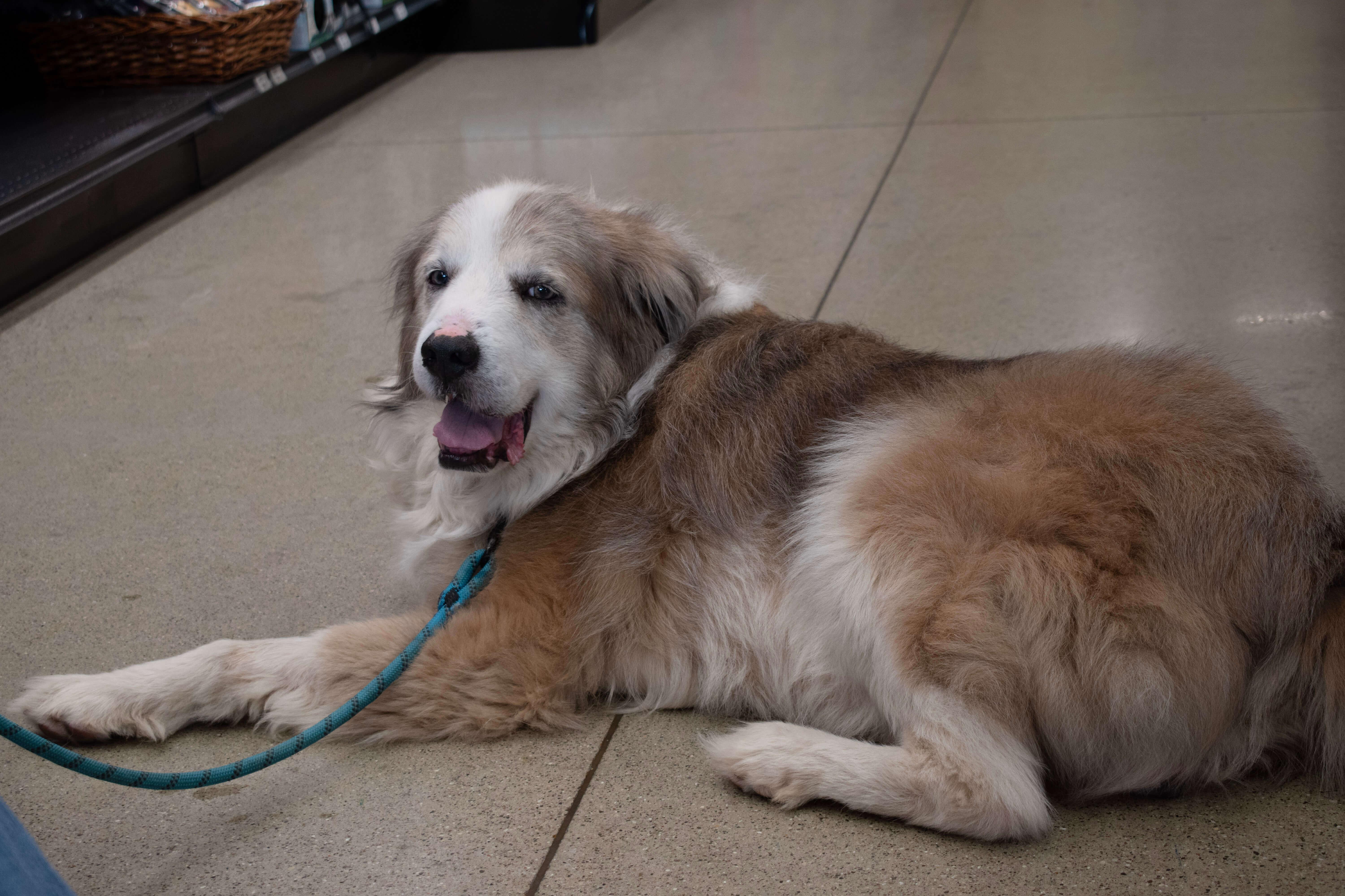 Enlarge Hero, a Adoptable mixed breed in Waterville, OH image 5/5