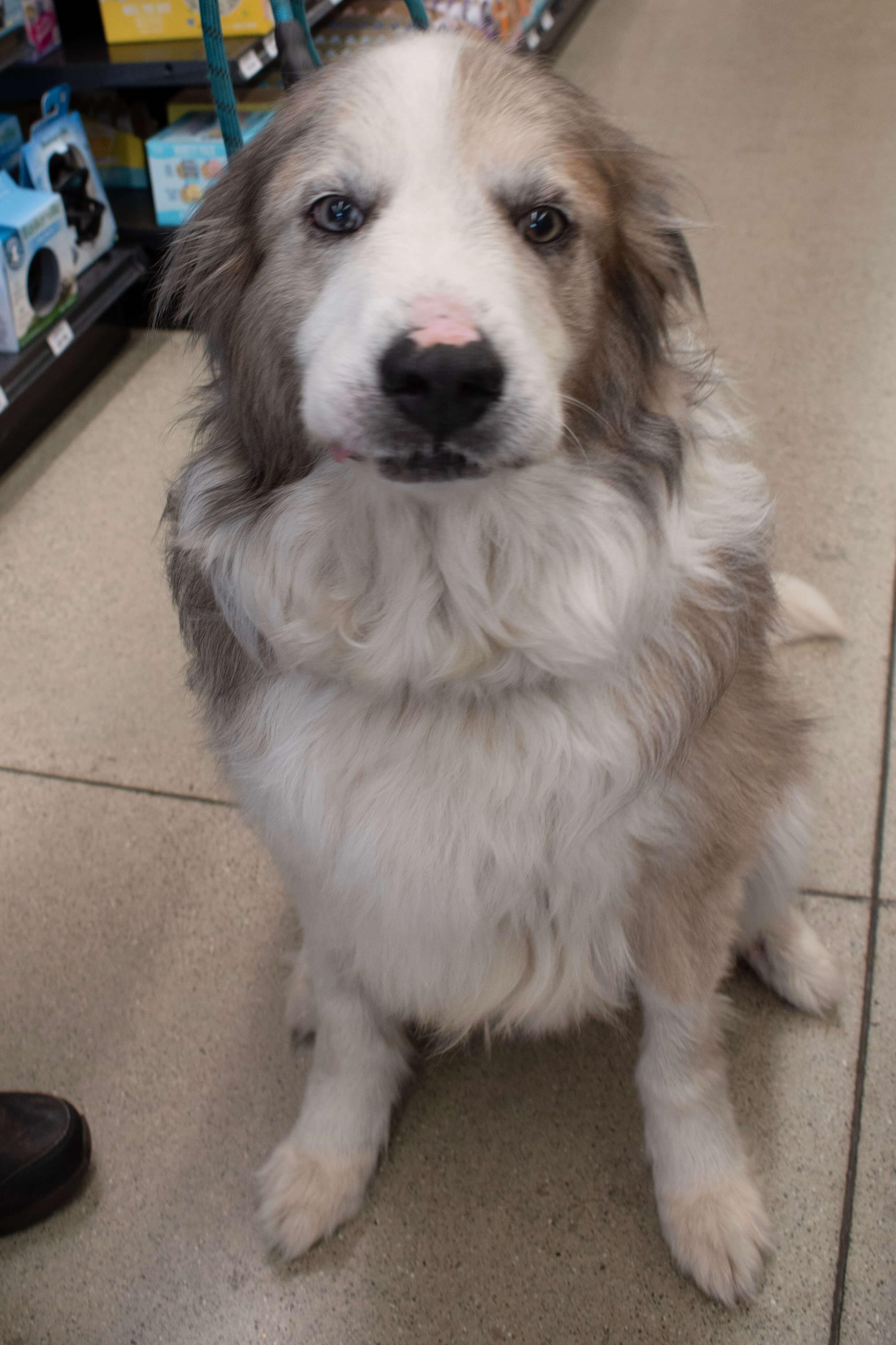 Hero, Adoptable, Adult Male Great Pyrenees.